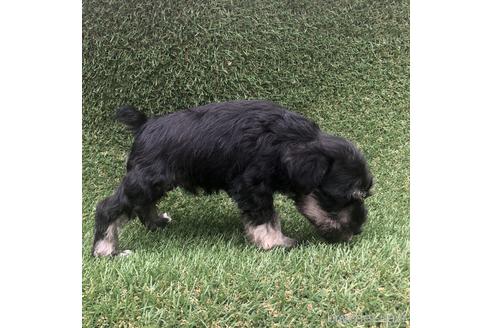 成約済の愛知県のミニチュアシュナウザー-154026の3枚目