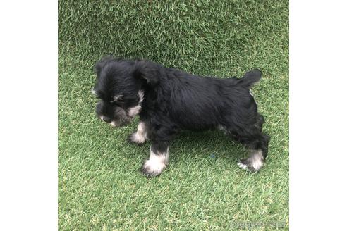 成約済の愛知県のミニチュアシュナウザー-154026の2枚目