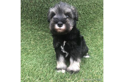 成約済の愛知県のミニチュアシュナウザー-154027の1枚目