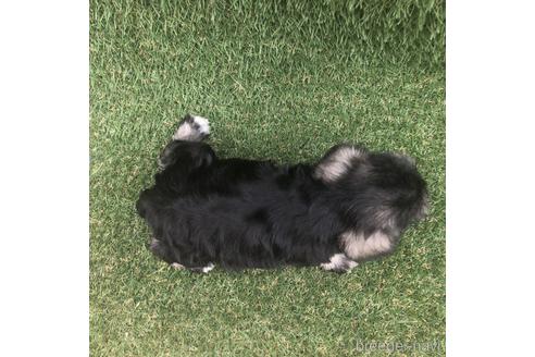 成約済の愛知県のミニチュアシュナウザー-154027の4枚目