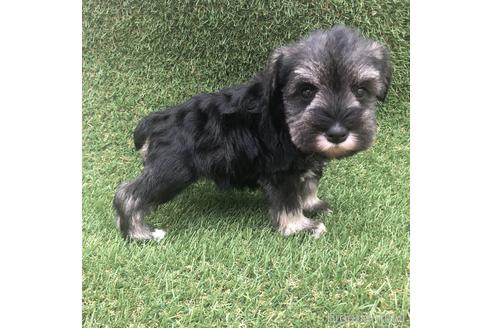 成約済の愛知県のミニチュアシュナウザー-154027の3枚目