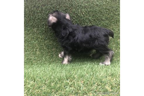 成約済の愛知県のミニチュアシュナウザー-154027の2枚目