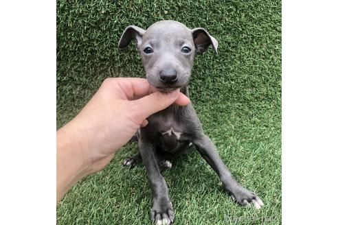 成約済の愛知県のイタリアングレーハウンド(イタグレ)-154028の1枚目
