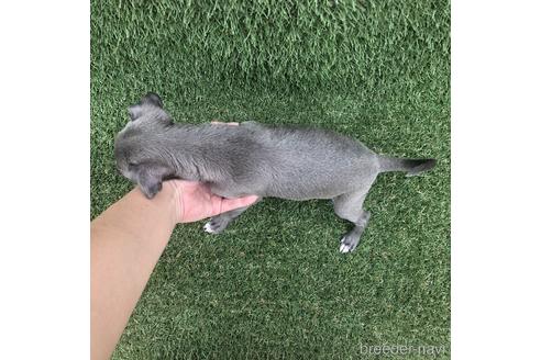 成約済の愛知県のイタリアングレーハウンド(イタグレ)-154028の4枚目