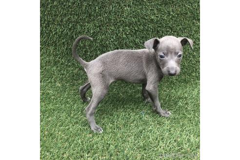 成約済の愛知県のイタリアングレーハウンド(イタグレ)-154028の3枚目