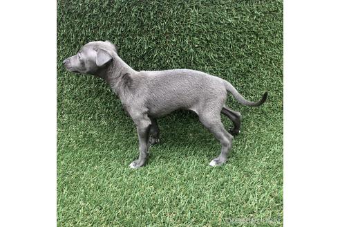 成約済の愛知県のイタリアングレーハウンド(イタグレ)-154028の2枚目