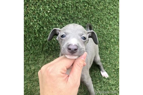 成約済の愛知県のイタリアングレーハウンド(イタグレ)-154029