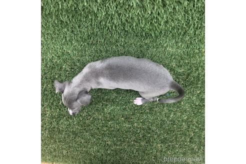 成約済の愛知県のイタリアングレーハウンド(イタグレ)-154029の4枚目