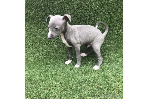 成約済の愛知県のイタリアングレーハウンド(イタグレ)-154029の3枚目