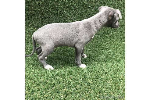 成約済の愛知県のイタリアングレーハウンド(イタグレ)-154029の2枚目