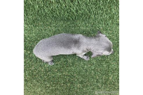 成約済の愛知県のイタリアングレーハウンド(イタグレ)-154030の4枚目