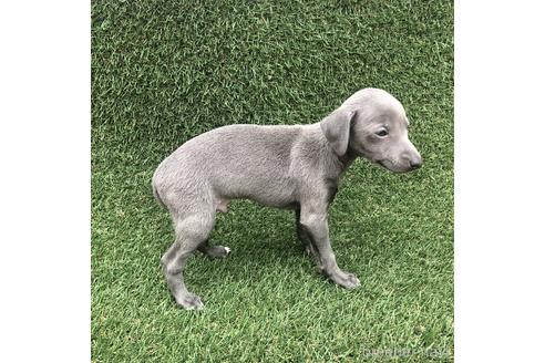 成約済の愛知県のイタリアングレーハウンド(イタグレ)-154030の3枚目