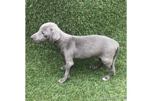 成約済の愛知県のイタリアングレーハウンド(イタグレ)-154030の2枚目