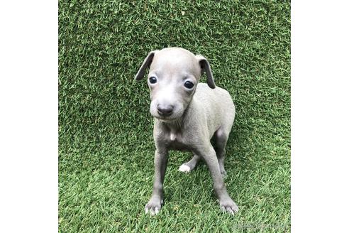 成約済の愛知県のイタリアングレーハウンド(イタグレ)-154031