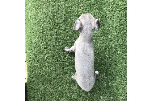 成約済の愛知県のイタリアングレーハウンド(イタグレ)-154031の4枚目