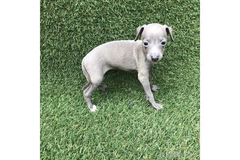 成約済の愛知県のイタリアングレーハウンド(イタグレ)-154031の3枚目