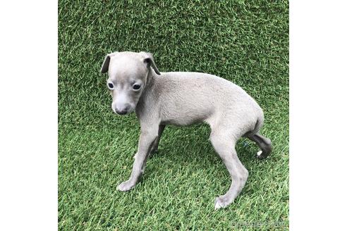 成約済の愛知県のイタリアングレーハウンド(イタグレ)-154031の2枚目