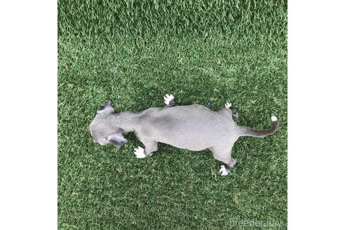 成約済の愛知県のイタリアングレーハウンド(イタグレ)-154032の4枚目