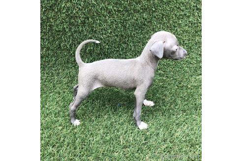 成約済の愛知県のイタリアングレーハウンド(イタグレ)-154032の3枚目