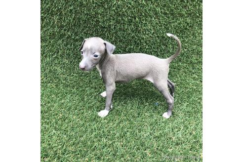 成約済の愛知県のイタリアングレーハウンド(イタグレ)-154032の2枚目