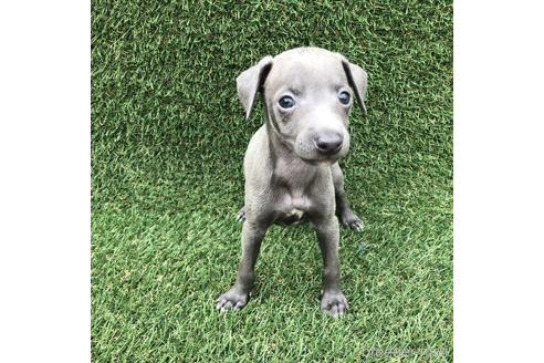 成約済の愛知県のイタリアングレーハウンド(イタグレ)-154034の1枚目