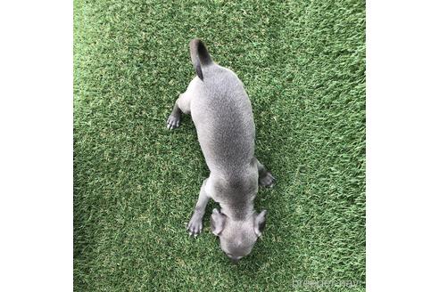 成約済の愛知県のイタリアングレーハウンド(イタグレ)-154034の4枚目