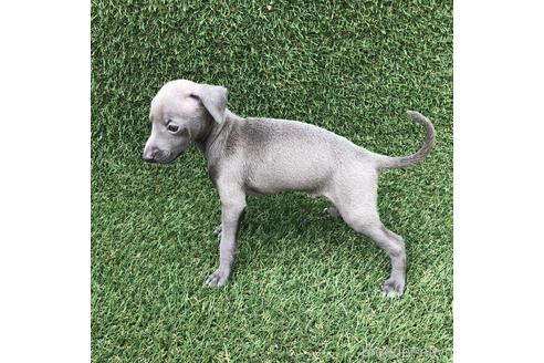 成約済の愛知県のイタリアングレーハウンド(イタグレ)-154034の3枚目