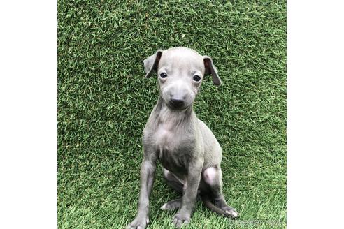 成約済の愛知県のイタリアングレーハウンド(イタグレ)-154035の1枚目
