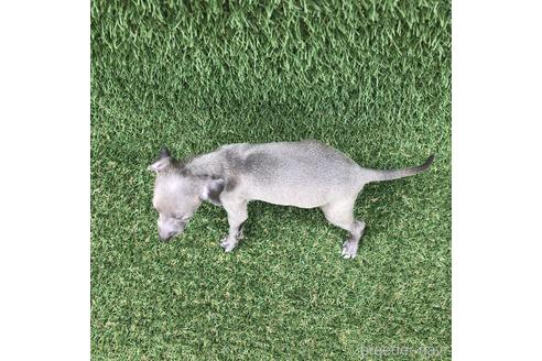 成約済の愛知県のイタリアングレーハウンド(イタグレ)-154035の4枚目