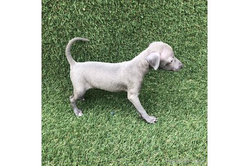 成約済の愛知県のイタリアングレーハウンド(イタグレ)-154035の3枚目