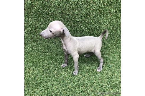 成約済の愛知県のイタリアングレーハウンド(イタグレ)-154035の2枚目