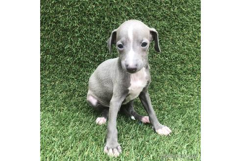 成約済の愛知県のイタリアングレーハウンド(イタグレ)-154037の1枚目