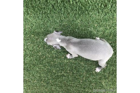 成約済の愛知県のイタリアングレーハウンド(イタグレ)-154037の4枚目