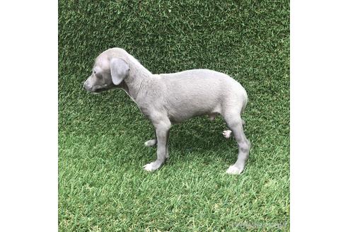 成約済の愛知県のイタリアングレーハウンド(イタグレ)-154037の3枚目