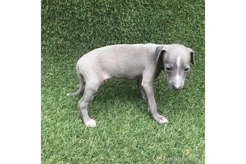 成約済の愛知県のイタリアングレーハウンド(イタグレ)-154037の2枚目