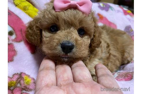 成約済の秋田県のミックス犬-149555の12枚目