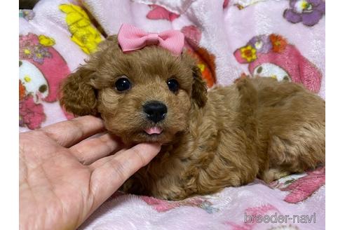 成約済の秋田県のミックス犬-149555の11枚目