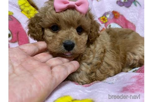 成約済の秋田県のミックス犬-149555の10枚目