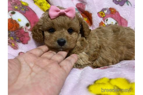 成約済の秋田県のミックス犬-149555の8枚目