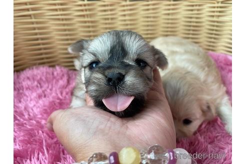 成約済の秋田県のミックス犬-154055の11枚目