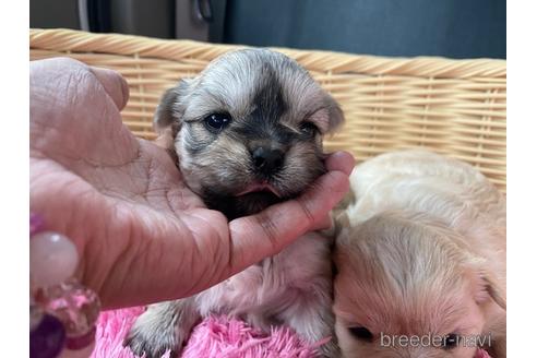 成約済の秋田県のミックス犬-154055の9枚目