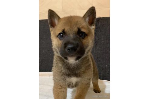 成約済の静岡県の柴犬-154070の1枚目