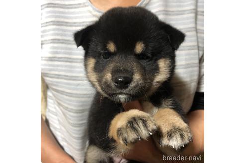 成約済の福島県の柴犬-154090の1枚目