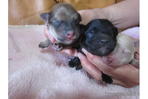 成約済の福岡県のミックス犬-154097の17枚目