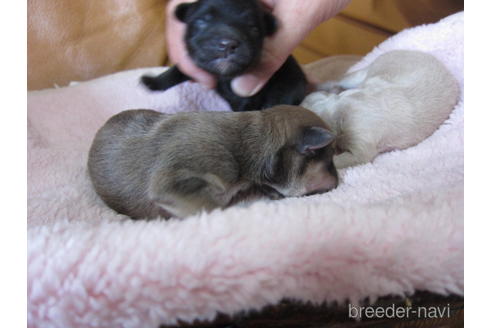 成約済の福岡県のミックス犬-154097の15枚目