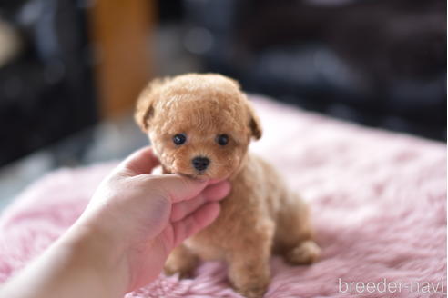 成約済の茨城県のティーカッププードル-153484の6枚目