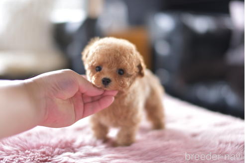 成約済の茨城県のティーカッププードル-153484の5枚目