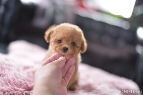 成約済の茨城県のティーカッププードル-153484の4枚目