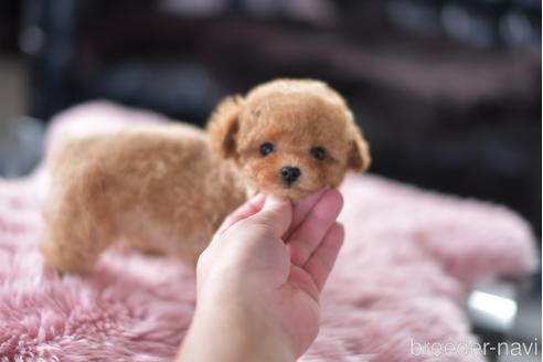 成約済の茨城県のティーカッププードル-153484の3枚目