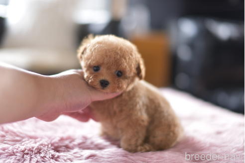 成約済の茨城県のティーカッププードル-153484の2枚目